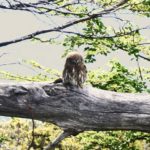 owl