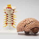 Artificial brain and spine model