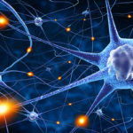 nerve cells