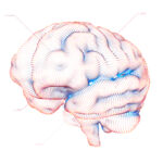 brain image